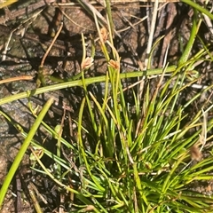 Isolepis levynsiana (Tiny Flat-sedge) at Mount Fairy, NSW - 23 Sep 2024 by JaneR