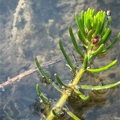 Myriophyllum simulans (Water Milfoil) at Mount Fairy, NSW - 23 Sep 2024 by JaneR