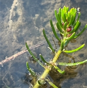 Myriophyllum simulans at Mount Fairy, NSW - 23 Sep 2024