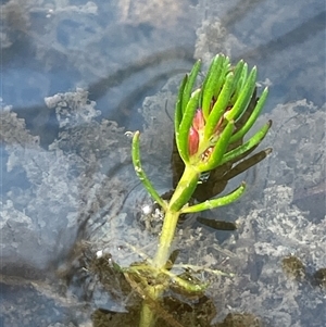 Myriophyllum simulans at Mount Fairy, NSW - 23 Sep 2024