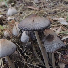 Coprinellus etc. (An Inkcap) at Conder, ACT - 6 Feb 2024 by MichaelBedingfield