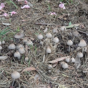 Coprinellus etc. at Conder, ACT - 6 Feb 2024 06:49 PM