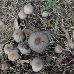 Coprinellus etc. at Conder, ACT - 6 Feb 2024