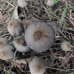 Coprinellus etc. at Conder, ACT - 6 Feb 2024 06:49 PM