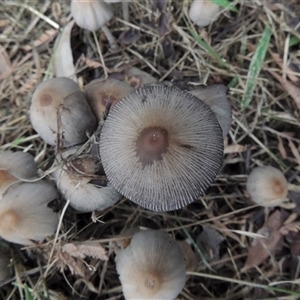 Coprinellus etc. at Conder, ACT - 6 Feb 2024 06:49 PM