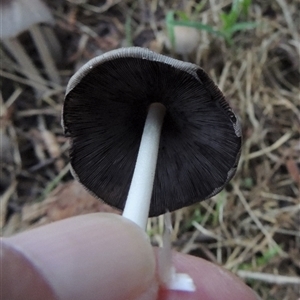 Coprinellus etc. at Conder, ACT - 6 Feb 2024