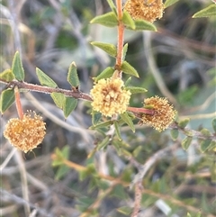 Acacia gunnii (Ploughshare Wattle) at Mount Fairy, NSW - 23 Sep 2024 by JaneR