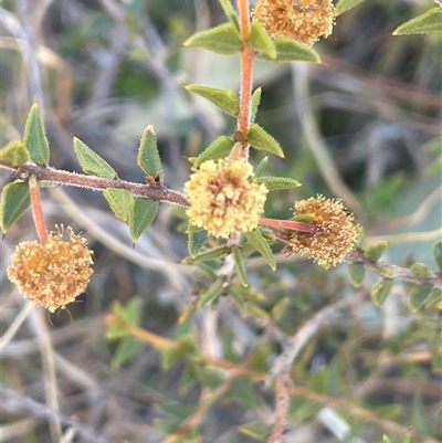 Acacia gunnii (Ploughshare Wattle) at Mount Fairy, NSW - 23 Sep 2024 by JaneR