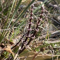 Lomandra multiflora (Many-flowered Matrush) at Mount Fairy, NSW - 23 Sep 2024 by JaneR