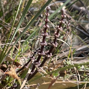 Lomandra multiflora at Mount Fairy, NSW - 23 Sep 2024 01:48 PM