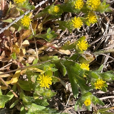 Triptilodiscus pygmaeus (Annual Daisy) at Mount Fairy, NSW - 23 Sep 2024 by JaneR