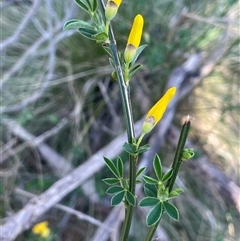 Cytisus scoparius subsp. scoparius (Scotch Broom, Broom, English Broom) at Mount Fairy, NSW - 23 Sep 2024 by JaneR