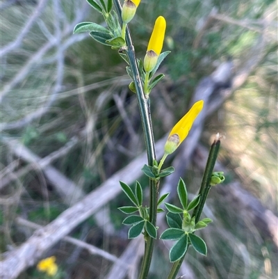 Cytisus scoparius subsp. scoparius (Scotch Broom, Broom, English Broom) at Mount Fairy, NSW - 23 Sep 2024 by JaneR