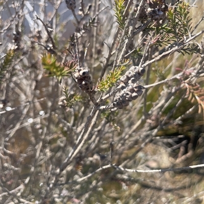 Melaleuca parvistaminea (Small-flowered Honey-myrtle) at Mount Fairy, NSW - 23 Sep 2024 by JaneR