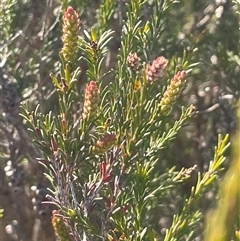 Melaleuca parvistaminea at Mount Fairy, NSW - 23 Sep 2024