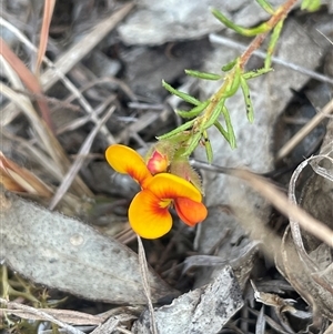 Dillwynia phylicoides at Mount Fairy, NSW - 23 Sep 2024 01:55 PM