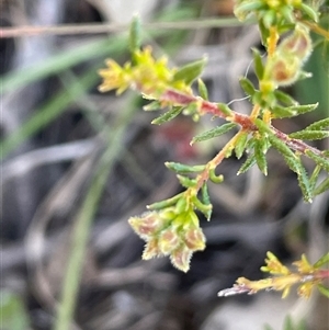 Dillwynia phylicoides at Mount Fairy, NSW - 23 Sep 2024 01:55 PM