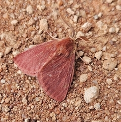 Anthela adriana (An Anthelid moth (Anthelidae)) at Wirraminna, SA - 24 Sep 2024 by atticus