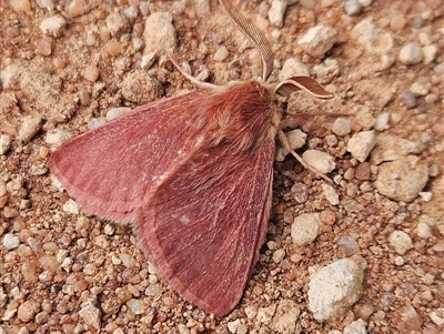 Anthela adriana (An Anthelid moth (Anthelidae)) at Wirraminna, SA - 24 Sep 2024 by atticus