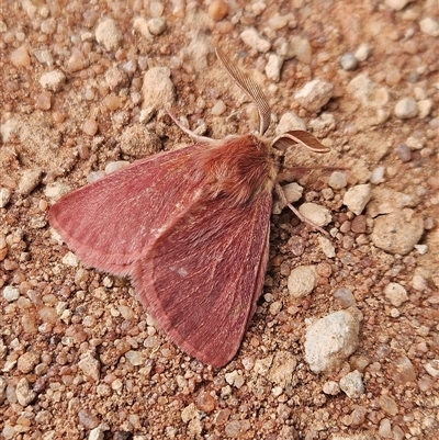 Unidentified Moth (Lepidoptera) at Wirraminna, SA - 23 Sep 2024 by atticus