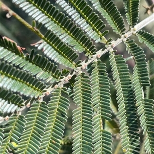 Acacia mearnsii at Mount Fairy, NSW - 23 Sep 2024 02:13 PM