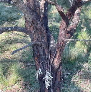 Acacia mearnsii at Mount Fairy, NSW - 23 Sep 2024 02:13 PM