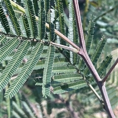 Acacia mearnsii at Mount Fairy, NSW - 23 Sep 2024 02:13 PM