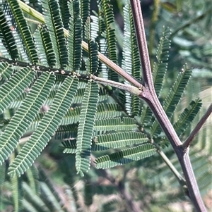 Acacia mearnsii at Mount Fairy, NSW - 23 Sep 2024 02:13 PM