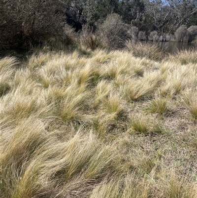 Poa labillardierei (Common Tussock Grass, River Tussock Grass) at Mount Fairy, NSW - 23 Sep 2024 by JaneR