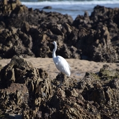 Ardea alba (Great Egret) at Mossy Point, NSW - 21 Sep 2024 by LyndalT