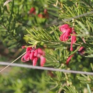 Grevillea lanigera at Oaks Estate, ACT - 23 Sep 2024