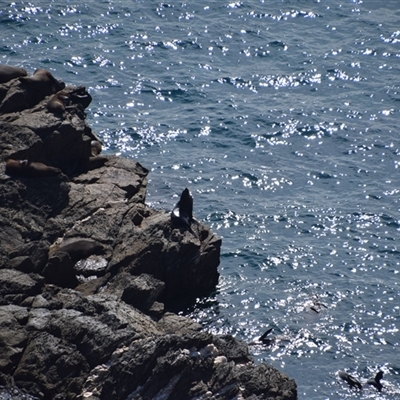 Arctocephalus pusillus doriferus (Australian Fur-seal) at Guerilla Bay, NSW - 22 Sep 2024 by LyndalT