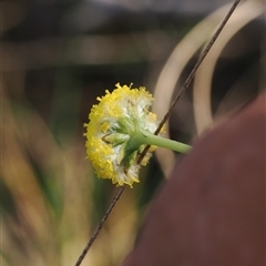 Craspedia variabilis (Common Billy Buttons) at Oaks Estate, ACT - 23 Sep 2024 by RAllen