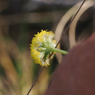 Craspedia variabilis (Common Billy Buttons) at Oaks Estate, ACT - 23 Sep 2024 by RAllen