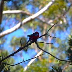 Platycercus elegans (Crimson Rosella) at Broulee, NSW - 21 Sep 2024 by LyndalT