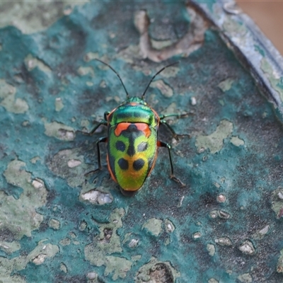 Scutiphora pedicellata (Metallic Jewel Bug) at Oaks Estate, ACT - 23 Sep 2024 by RAllen