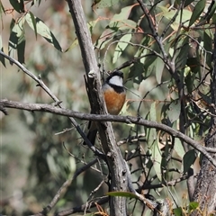 Pachycephala rufiventris (Rufous Whistler) at Carwoola, NSW - 23 Sep 2024 by RAllen