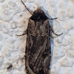 Agrotis munda (Brown Cutworm) at Watson, ACT - 23 Sep 2024 by AniseStar