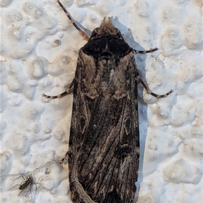 Agrotis munda (Brown Cutworm) at Watson, ACT - 22 Sep 2024 by AniseStar