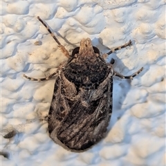 Agrotis munda at Watson, ACT - suppressed