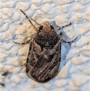 Agrotis munda at Watson, ACT - suppressed