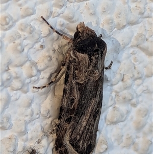 Agrotis munda at Watson, ACT - suppressed