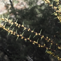 Acacia siculiformis (Dagger Wattle) at Oaks Estate, ACT - 23 Sep 2024 by RAllen