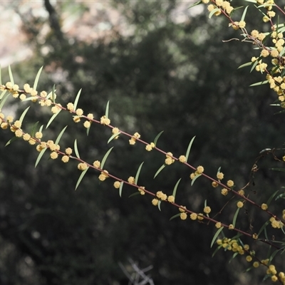 Acacia siculiformis (Dagger Wattle) at Oaks Estate, ACT - 23 Sep 2024 by RAllen