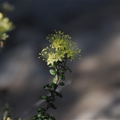 Phebalium squamulosum subsp. ozothamnoides at Oaks Estate, ACT - 23 Sep 2024