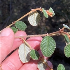 Pomaderris eriocephala (Woolly-head Pomaderris) at Oaks Estate, ACT - 23 Sep 2024 by RAllen