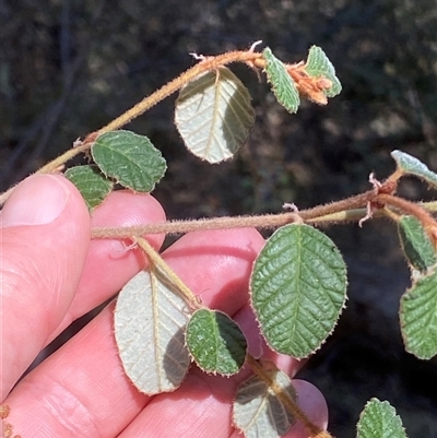 Pomaderris eriocephala (Woolly-head Pomaderris) at Oaks Estate, ACT - 23 Sep 2024 by RAllen