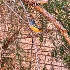 Pardalotus punctatus (Spotted Pardalote) at Cook, ACT - 21 Aug 2024 by Jubeyjubes