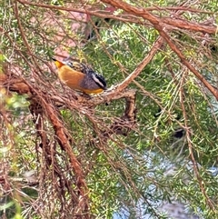 Pardalotus punctatus at Cook, ACT - 21 Aug 2024 10:34 AM