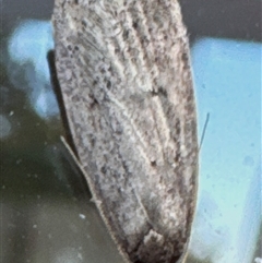 Chezala privatella (A Concealer moth) at Aranda, ACT - 16 Sep 2024 by Jubeyjubes